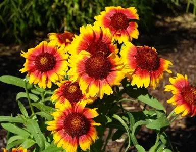 gaillardia-blazing-sun-