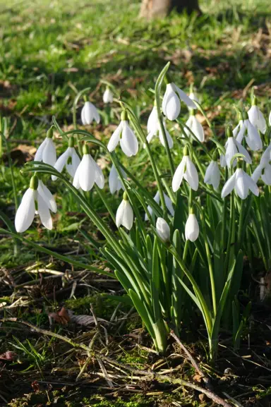 galanthus-atkinsii-2