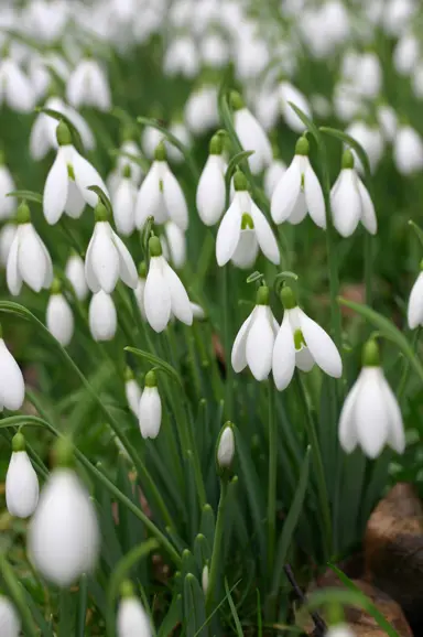 galanthus-atkinsii-4