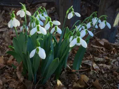 galanthus-elwesii-1