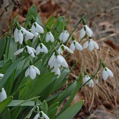 galanthus-elwesii-2