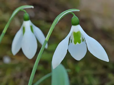 galanthus-elwesii-3