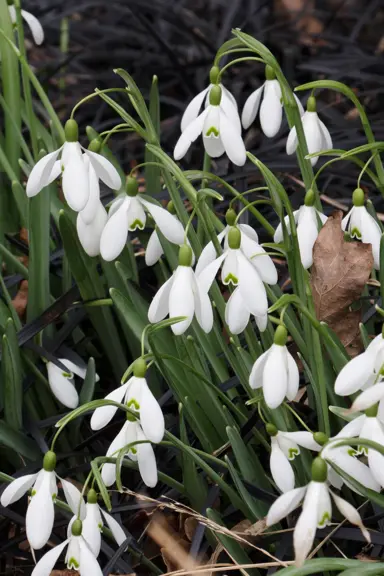 galanthus-magnet-2