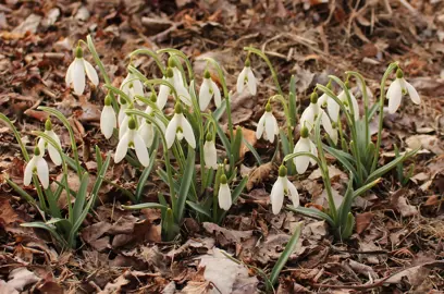 galanthus-magnet-4