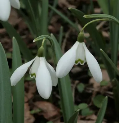 galanthus-sam-arnott-1