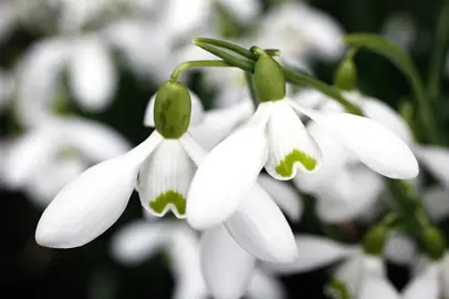 galanthus-sam-arnott-2