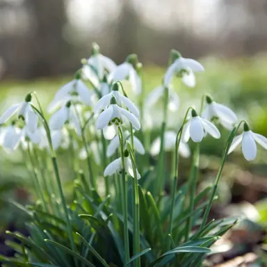 galanthus-sam-arnott-5