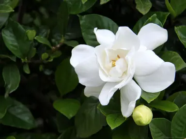 Gardenia augusta with a white flower and dark green foliage.