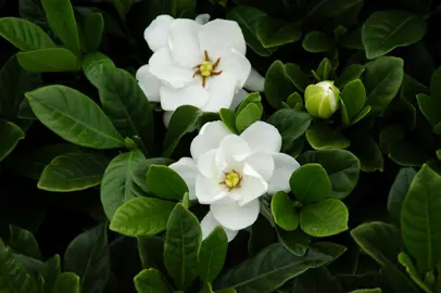 gardenia-buttons-