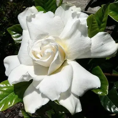 Gardenia Tahiti elegant white flower.