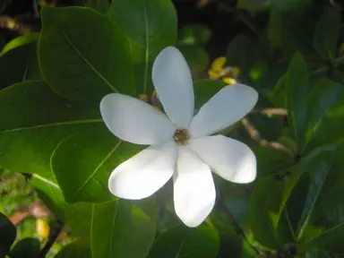 Gardenia taitensis with a white flower.