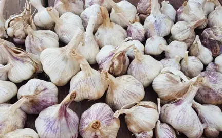 garlic-printanor-