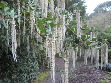 garrya-elliptica-1