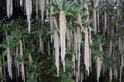 garrya-elliptica-2