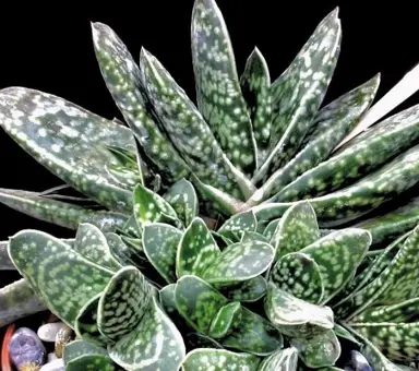 Gasteria bicolour plants in a pot.