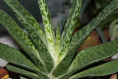 gasteria-pillansii-