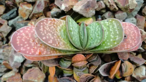 gasteria-pillansii-1