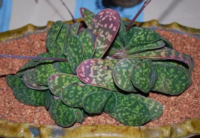 gasteria-pillansii-2