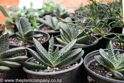 gasteria-pillansii-3