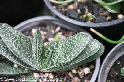 gasteria-pillansii-4