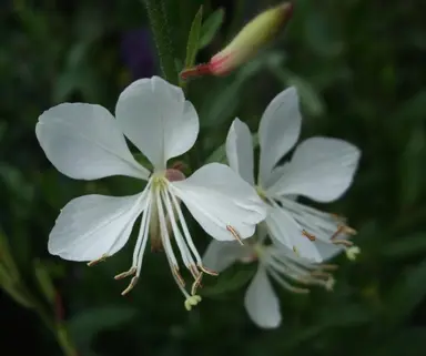 gaura-alba--1