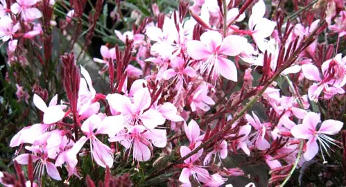 gaura-ballerina-blush-