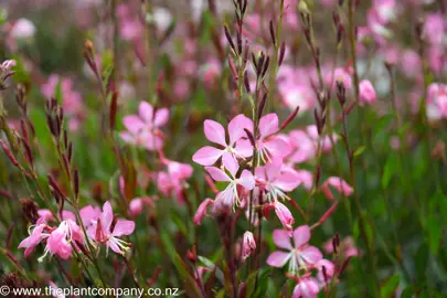 gaura-ballerina-rose--1