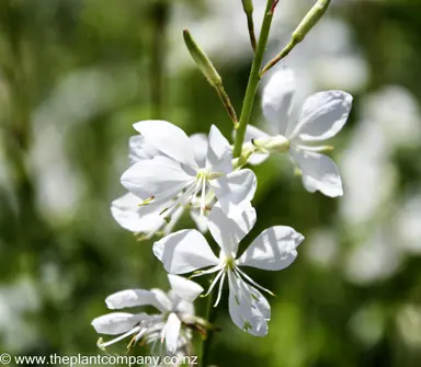 gaura-emmeline-white--1