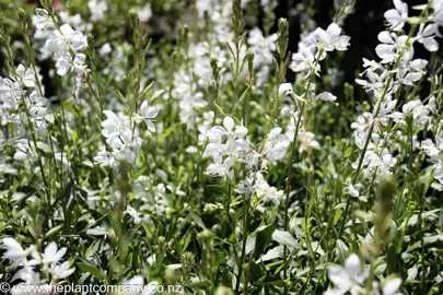 gaura-emmeline-white--2