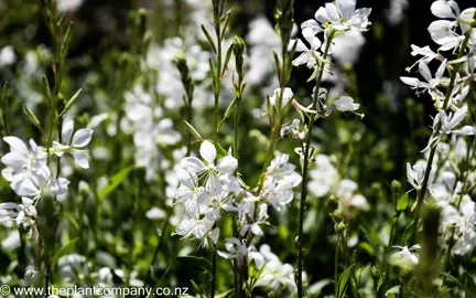 gaura-emmeline-white-