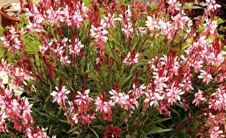 Gaura Lillipop Blush plant with rose-pink flowers and lush, green foliage.