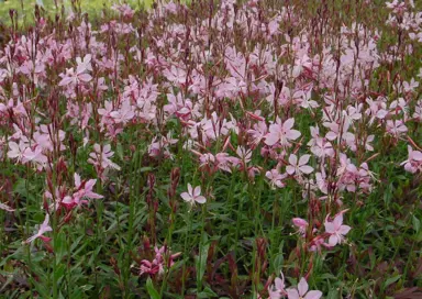 gaura-siskiyou-pink-4