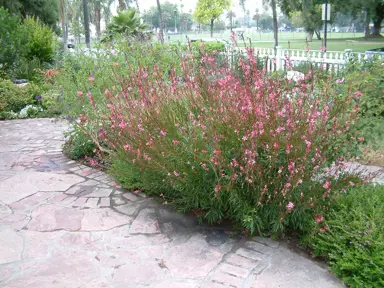 gaura-siskiyou-pink-5