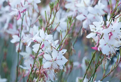 Gaura lindheimeri plant with elegant flowers.