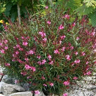 gaura-pink-ballerina-