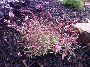 Gaura Rainbow Petite plant with colourful foliage and flowers.