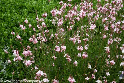 Pink and white flowers on Gaura Red Monarch growing in a garden.