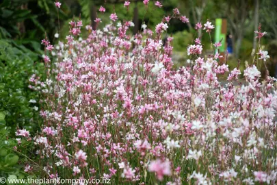 Masses of pink and white flowers on Gaura Red Monarch growing in a border.