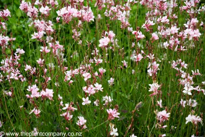 Pink and white flowers on Gaura Red Monarch with lush, green foliage.