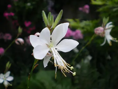 Gaura The Bride white flower looking beautiful.