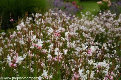 Gaura 'Whirling Butterflies' with masses of white and pink flowers.