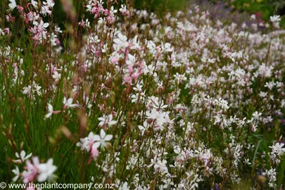 Gaura 'Whirling Butterflies' in a garden with white and pink flowers.