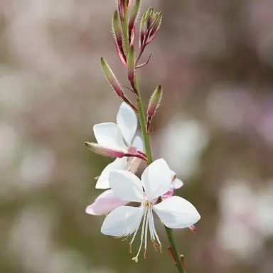 gaura-sparkle-white-