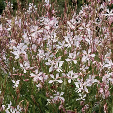 gaura-sparkle-white-3