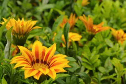 Gazania 'Big Kiss Yellow Flame' plants with yellow and orange flowers.