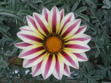 Gazania 'Kiss Frosty White Flame' flower.