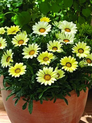 gazania-kiss-lemon-