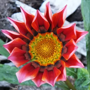 Gazania 'Kiss Mahogany' red flower.