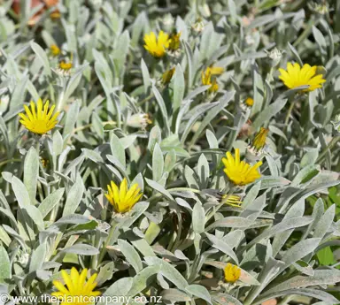 gazania-lemon-tart--1