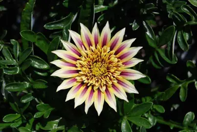 Gazania 'Montezuma' flower.